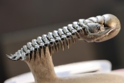 CROTALOCEPHALUS GIBBUS