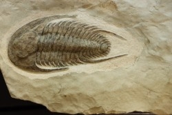 neltneria termieri