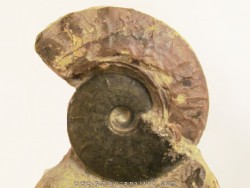 BEUDANTICERAS ALBENSE