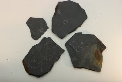 GRAPTOLITES  Silurian - Spain