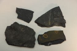 GRAPTOLITES  Silurien - Espagne