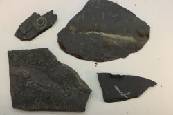 GRAPTOLITES  Silurien - Espagne