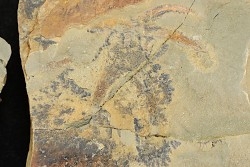 Furca mauretanica - Ordovicien - Fezouata fmt, Maroc