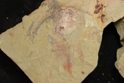 Furca mauretanica Ordovician - Fezouata fmt, Morocco