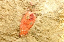 Rhopalocystis sp. - Ordovician - Fezouata fmt - Morocco