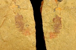 Thelxiope sp. - Ordovician - Fezouata fmt - Morocco