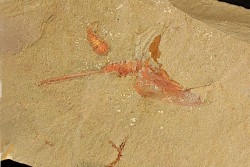 Belle association Thoralicystis zagoraensis  et Synziphosurine - Ordovicien - Fezouata fmt, Maroc