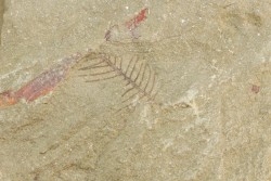 graptolithe Hydroid: Webbyites sp. - Ordovician - Fezouata fmt - Morocco