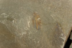 appendice filtreur d'anomalocarididae  - Ordovicien - Fezouata fmt, Maroc