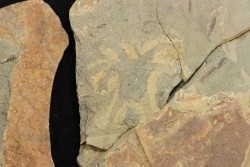 Furca mauretanica - Ordovicien - Fezouata fmt, Maroc