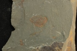 echinoderme - Ordovician - Fezouata fmt - Morocco