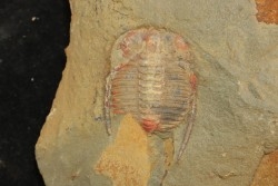 Anacheirurus adserai  - Ordovician - Fezouata fmt - Morocco