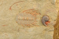 Selenopeltis aff. gallica  - Ordovicien - Fezouata fmt, Maroc