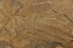 graptolite  Dictyonema sp. - Ordovician - Fezouata fmt - Morocco