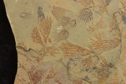 graptolite Koremagraptus sp. - Ordovician - Fezouata fmt - Morocco