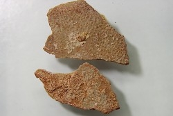 DINOSAUR egg shell MEGALOOLITHUS  - from dinosaur TITANOSAURE  HYPSELOSAURUS