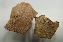 DINOSAUR egg shell MEGALOOLITHUS  - from dinosaur TITANOSAURE  HYPSELOSAURUS