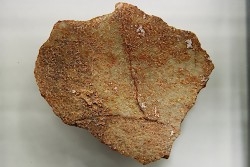 DINOSAUR egg shell MEGALOOLITHUS  - from dinosaur TITANOSAURE  HYPSELOSAURUS