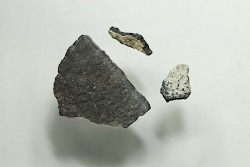 dinosaur maiasaura egg shell