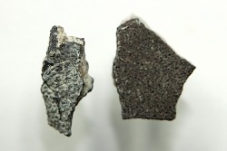 dinosaur maiasaura egg shell