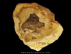 FOSSIL WOOD: CEDAR -Tertiaire - Mc Dermit, Oregon, USA