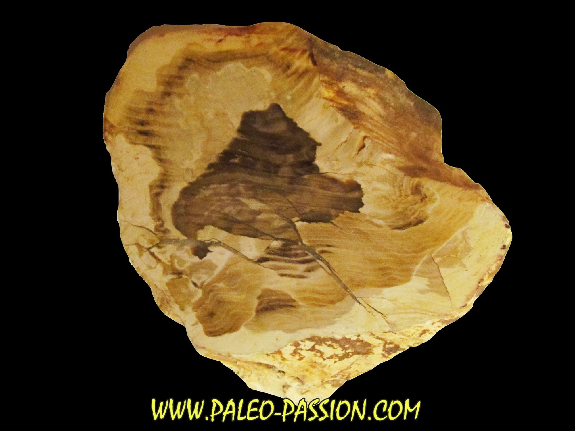 FOSSIL WOOD CEDAR PaleoPassion