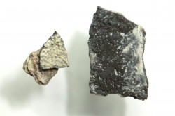 coquilles d œuf de dinosaure à bec de canard: Maiasaura