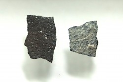 coquilles d œuf de dinosaure à bec de canard: Maiasaura