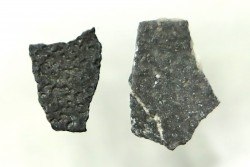 coquilles d œuf de dinosaure à bec de canard: Maiasaura