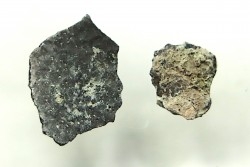 coquilles d œuf de dinosaure à bec de canard: Maiasaura