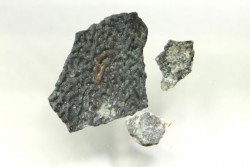 coquilles d œuf de dinosaure à bec de canard: Maiasaura