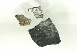 dinosaur maiasaura egg shell
