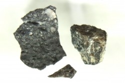 coquilles d œuf de dinosaure à bec de canard: Maiasaura