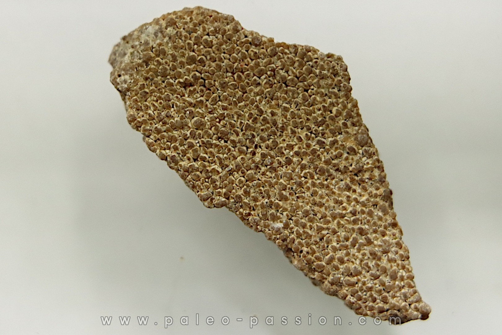 dinosaur egg shell