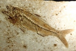 DAPALIS MACRURUS