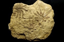 Solanocrinites Beltremieuxi (De Loriol, 1889) - lower kimmeridgian - Charente Maritime - FRANCE
