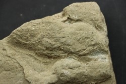dinosaur foot print : Grallator variabilis