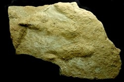 big size dinosaur foot print : Eubrontes veillonensis