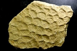 belle plaque de ripple mark