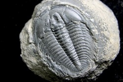 LABIOSTRIA WESTROPI - upper Cambrium - Mc Kay Group, Cranbrook, British Colombia, CANADA