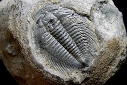 LABIOSTRIA WESTROPI - upper Cambrium - Mc Kay Group, Cranbrook, British Colombia, CANADA