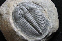 LABIOSTRIA WESTROPI - upper Cambrium - Mc Kay Group, Cranbrook, British Colombia, CANADA