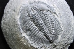 LABIOSTRIA WESTROPI - upper Cambrium - Mc Kay Group, Cranbrook, British Colombia, CANADA