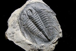 LABIOSTRIA WESTROPI - upper Cambrium - Mc Kay Group, Cranbrook, British Colombia, CANADA