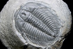 LABIOSTRIA WESTROPI - upper Cambrium - Mc Kay Group, Cranbrook, British Colombia, CANADA