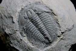 LABIOSTRIA WESTROPI - Cambrien supérieur - Mc Kay Group, Cranbrook, British Colombia, CANADA