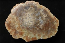 coprolithe de dinosaure - jurassique - Morrison Formation