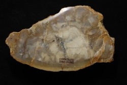 dinosaur coprolithe - jurassic - Morrison Formation