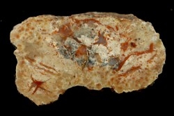 dinosaur coprolithe - jurassic - Morrison Formation