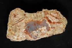 dinosaur coprolithe - jurassic - Morrison Formation